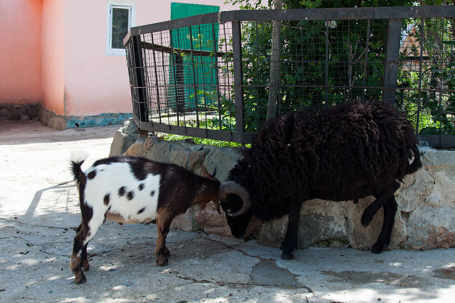 Зоопарк "Сказка" - Крым, Ялта, 24 мая 2013 года (28)