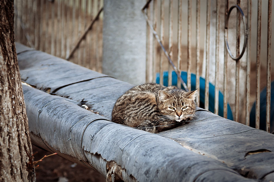 Кошки, собаки и проблема бездомных животных (15)
