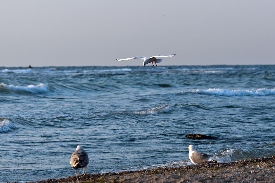 Чайки на пляже Ильичёвска 