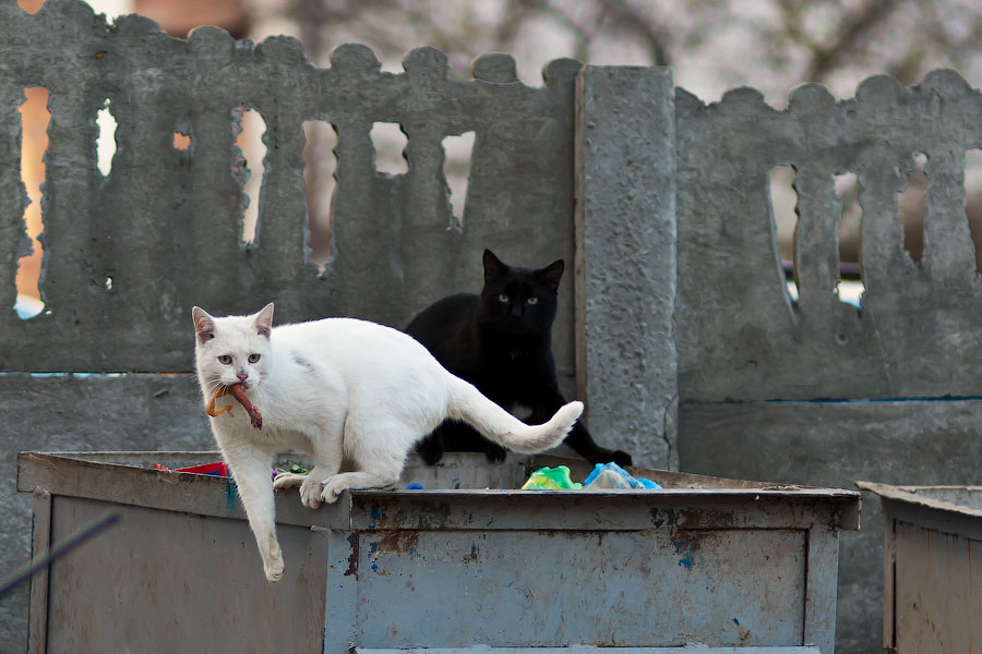 Кошки и собаки города Тирасполь (3)