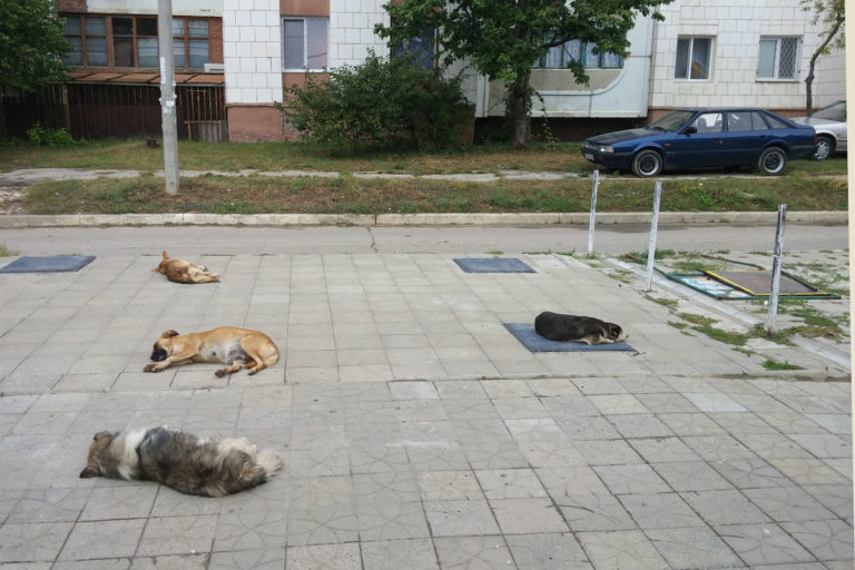собачки спят